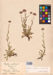 Erigeron borealis (Vierh.) Simmons, Eastern Europe, Northern region (E1) (Russia)