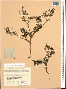 Caucalis platycarpos L., Caucasus, Dagestan (K2) (Russia)