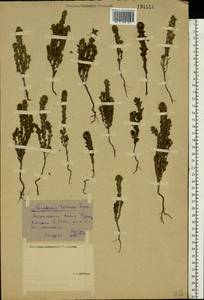 Euphrasia pectinata, Eastern Europe, Central forest-and-steppe region (E6) (Russia)