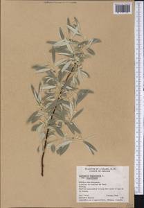 Elaeagnus angustifolia L., America (AMER) (United States)