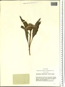 Saussurea subacaulis (Ledeb.) Serg., Siberia, Altai & Sayany Mountains (S2) (Russia)