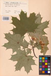 Acer platanoides L., Eastern Europe, Central region (E4) (Russia)