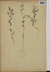 Legousia speculum-veneris (L.) Chaix, Botanic gardens and arboreta (GARD)