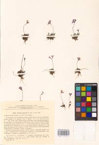 Primula pinnata Popov & Fed., Siberia, Baikal & Transbaikal region (S4) (Russia)