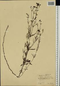 Cynanchica tinctoria (L.) Fourr., Eastern Europe, Central forest-and-steppe region (E6) (Russia)