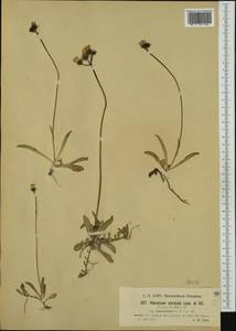 Pilosella floribunda (Wimm. & Grab.) Fr., Western Europe (EUR) (Switzerland)