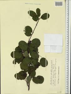 Amelanchier alnifolia (Nutt.) Nutt., Eastern Europe, Moscow region (E4a) (Russia)