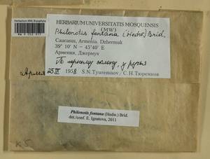 Philonotis fontana (Hedw.) Brid., Bryophytes, Bryophytes - Transcaucasia (B13) (Armenia)