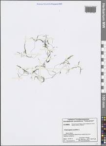 Potamogeton pusillus L., Siberia, Central Siberia (S3) (Russia)