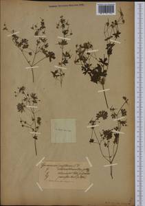 Geranium pusillum L., Western Europe (EUR) (Not classified)
