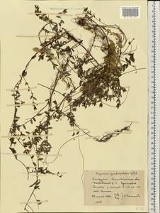 Vaccinium oxycoccos L., Eastern Europe, Belarus (E3a) (Belarus)