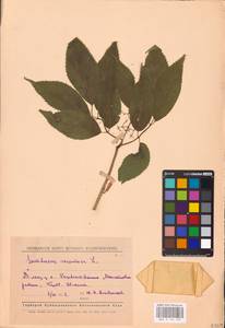 Sambucus racemosa L., Eastern Europe, Middle Volga region (E8) (Russia)