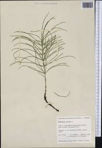 Equisetum arvense L., America (AMER) (Canada)