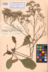 Limonium sareptanum (A. K. Becker) Gams, Eastern Europe, South Ukrainian region (E12) (Ukraine)