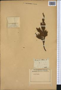 Juniperus sabina L., Western Europe (EUR) (Not classified)