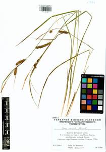 Carex vesicata Meinsh., Siberia, Baikal & Transbaikal region (S4) (Russia)
