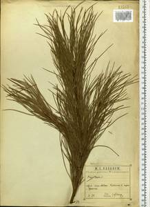 Pinus sibirica Du Tour, Eastern Europe, Central region (E4) (Russia)