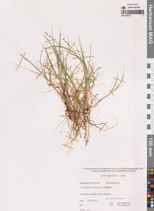 Carex lapponica O.Lang, Siberia, Chukotka & Kamchatka (S7) (Russia)