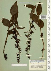 Epipactis helleborine (L.) Crantz, Caucasus, Stavropol Krai, Karachay-Cherkessia & Kabardino-Balkaria (K1b) (Russia)