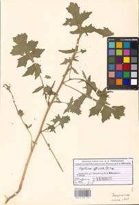 Sisymbrium officinale (L.) Scop., Eastern Europe, Moscow region (E4a) (Russia)