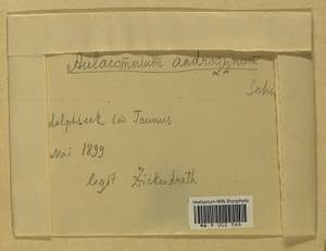 Aulacomnium androgynum (Hedw.) Schwägr., Bryophytes, Bryophytes - Western Europe (BEu) (Germany)