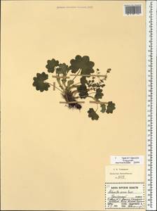 Alchemilla micans Buser, Eastern Europe, Central forest-and-steppe region (E6) (Russia)