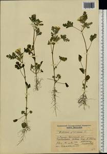 Hibiscus trionum L., Eastern Europe, Moldova (E13a) (Moldova)