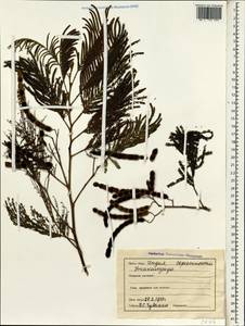 Acacia, South Asia, South Asia (Asia outside ex-Soviet states and Mongolia) (ASIA) (India)