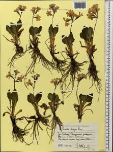 Primula amoena subsp. meyeri (Rupr.) Valentine & Lamond, Caucasus, Stavropol Krai, Karachay-Cherkessia & Kabardino-Balkaria (K1b) (Russia)