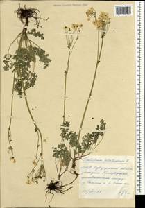 Thalictrum petaloideum L., Mongolia (MONG) (Mongolia)