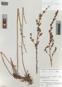 Artemisia gmelinii Weber ex Stechm., Siberia, Altai & Sayany Mountains (S2) (Russia)