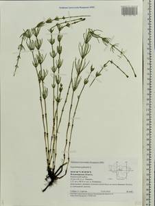 Equisetum palustre L., Eastern Europe, Central region (E4) (Russia)