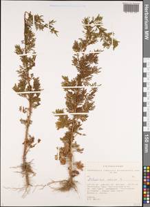 Artemisia annua L., Siberia, Altai & Sayany Mountains (S2) (Russia)