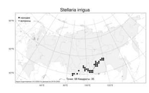 Stellaria irrigua Bunge, Atlas of the Russian Flora (FLORUS) (Russia)