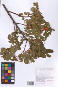 Rosa villosa L., Eastern Europe, Central forest-and-steppe region (E6) (Russia)