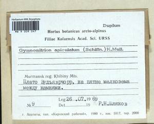 Marsupella apiculata Schiffn., Bryophytes, Bryophytes - Karelia, Leningrad & Murmansk Oblasts (B4) (Russia)