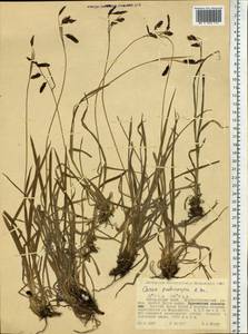 Carex podocarpa R.Br., Siberia, Russian Far East (S6) (Russia)