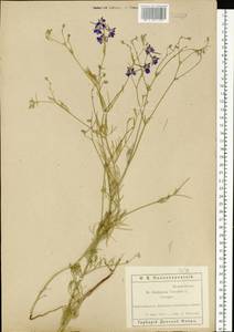 Delphinium consolida subsp. consolida, Eastern Europe, Rostov Oblast (E12a) (Russia)