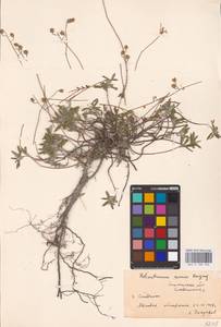 Helianthemum canum (L.) Baumg., Eastern Europe, South Ukrainian region (E12) (Ukraine)