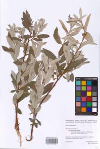 Salix lapponum L., Eastern Europe, Western region (E3) (Russia)
