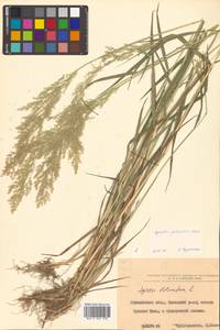 Agrostis stolonifera L., Siberia, Russian Far East (S6) (Russia)