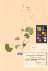 Micranthes nelsoniana subsp. nelsoniana, Siberia, Russian Far East (S6) (Russia)