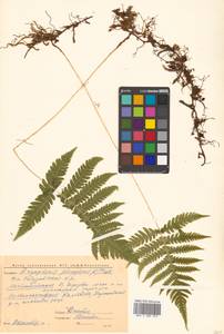 Phegopteris connectilis (Michx.) Watt, Siberia, Chukotka & Kamchatka (S7) (Russia)