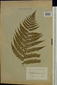 Athyrium filix-femina, Eastern Europe, Moscow region (E4a) (Russia)
