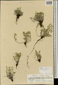 Odontarrhena obovata C.A.Mey., Mongolia (MONG) (Mongolia)