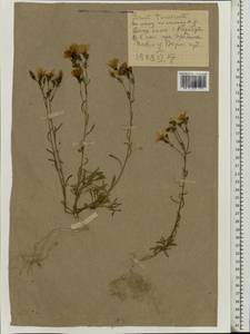 Linum tauricum, Eastern Europe, Central forest-and-steppe region (E6) (Russia)