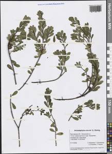 Arctostaphylos uva-ursi (L.) Spreng., Eastern Europe, Central forest region (E5) (Russia)