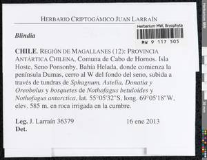 Blindia, Bryophytes, Bryophytes - America (BAm) (Chile)