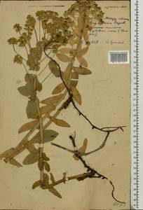 Euphorbia agraria M.Bieb., Eastern Europe, Moldova (E13a) (Moldova)