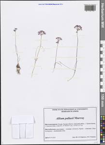 Allium pallasii Murray, Siberia, Western Siberia (S1) (Russia)